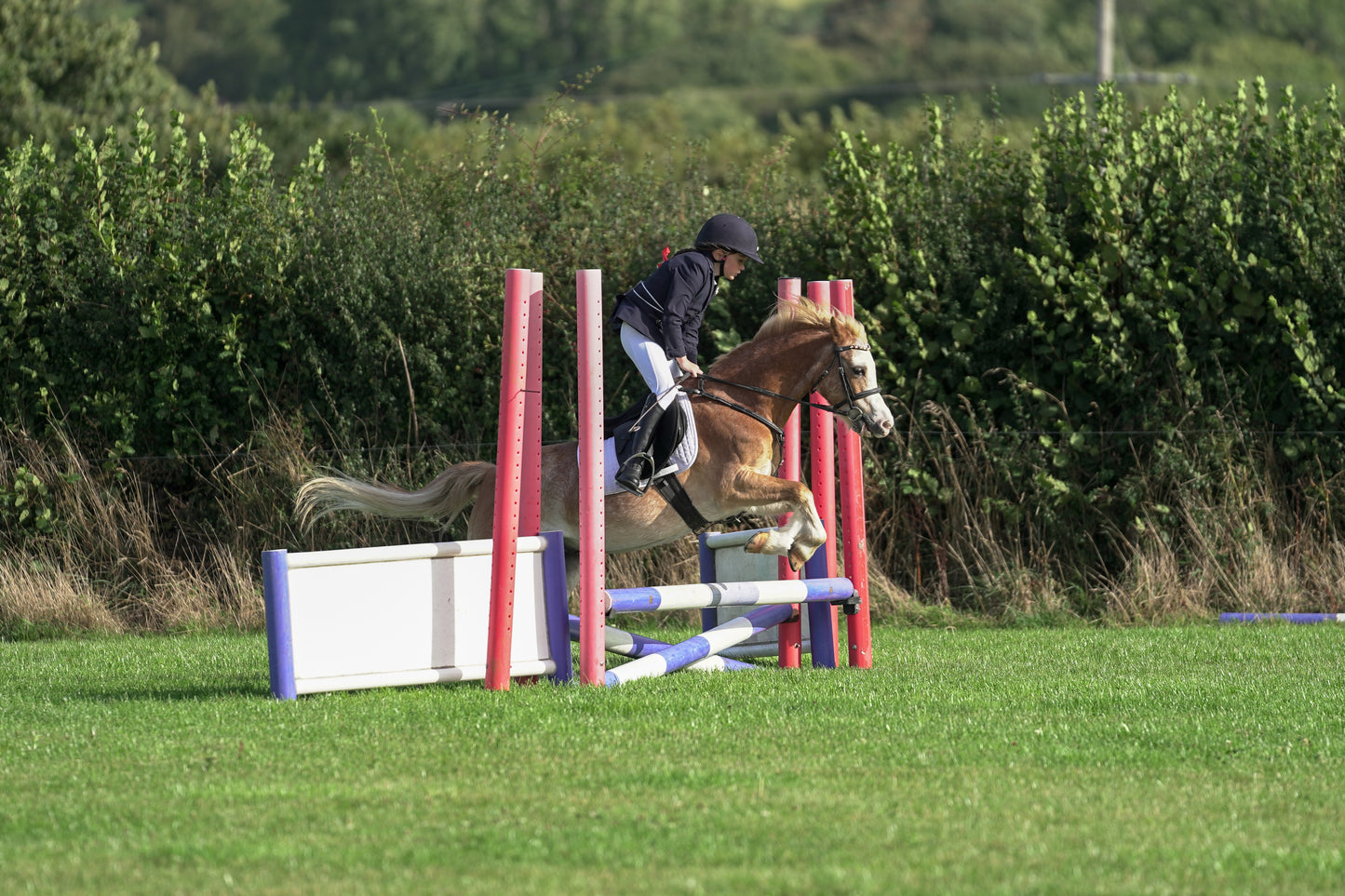 lanlivery show jumping rings part 1
